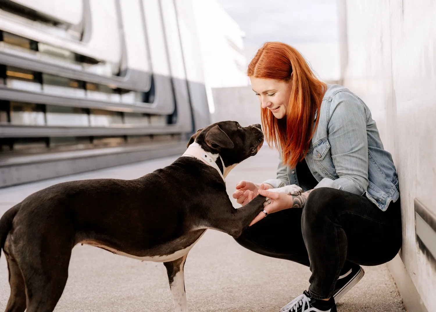 Ich arbeite mit einem Hund und nehme behutsam seine Pfote